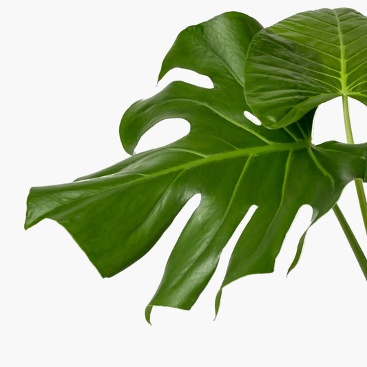 Monstera 35"