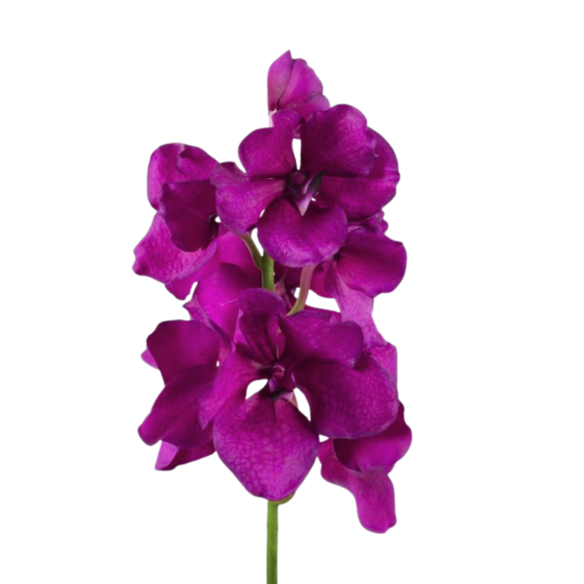 Purple silk/artificial/faux Vanda on a white background.