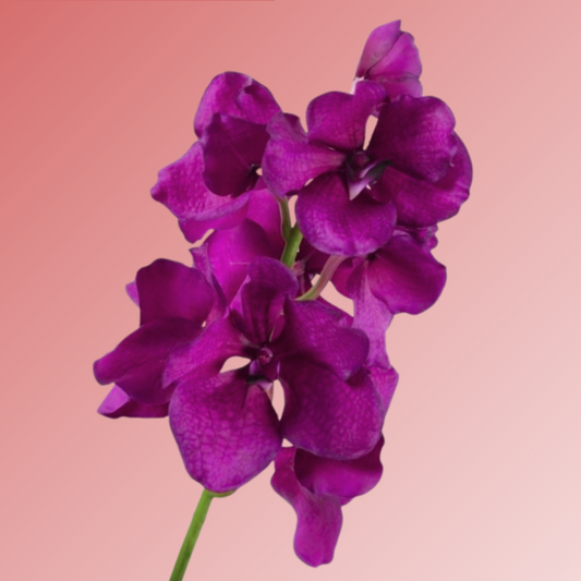 Purple silk/artificial/faux Vanda 