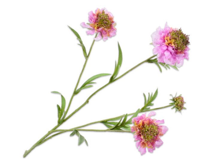 Scabiosa Spray | REAL TOUCH 31.5"