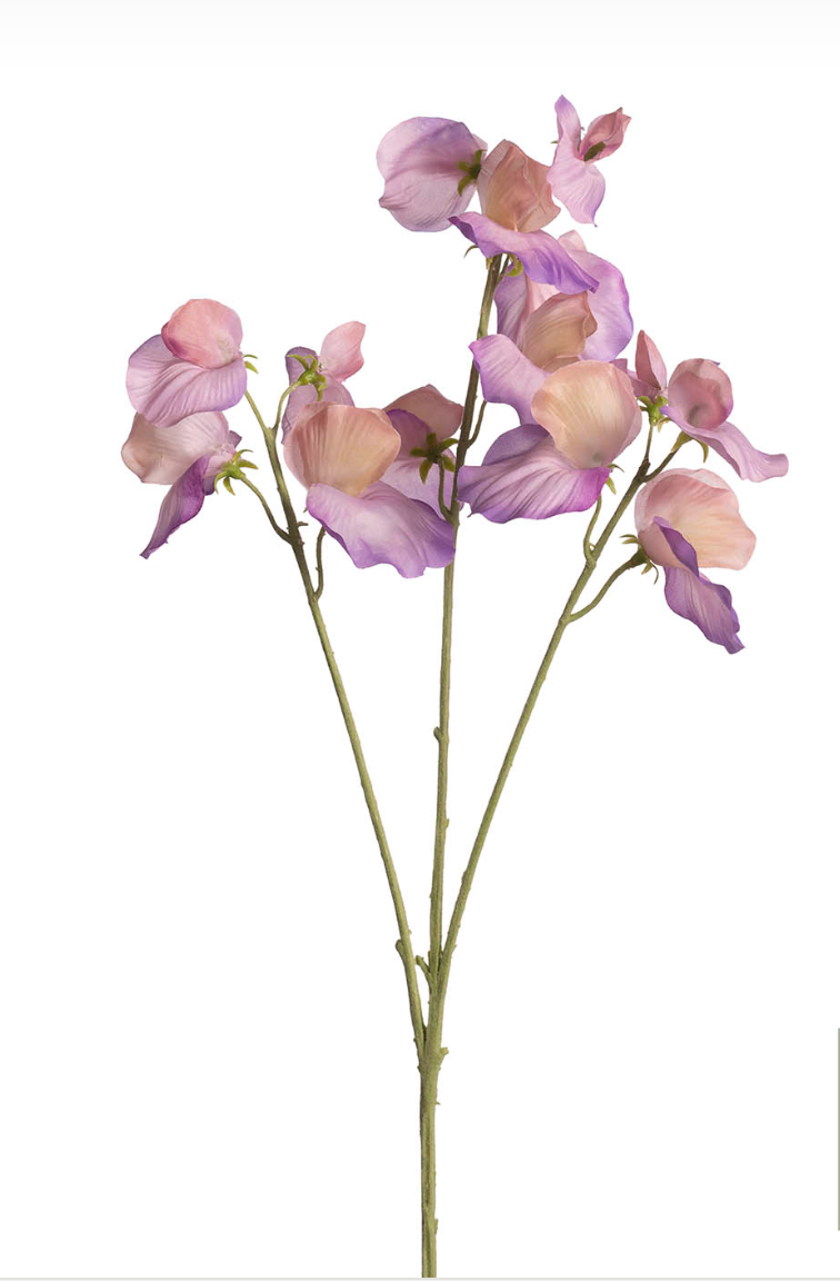 Lathyrus Spray PINK/PURPLE 26" (Min.#: 3)