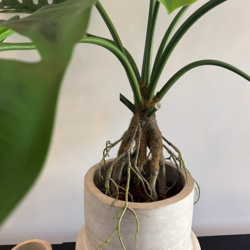 Monstera 35"