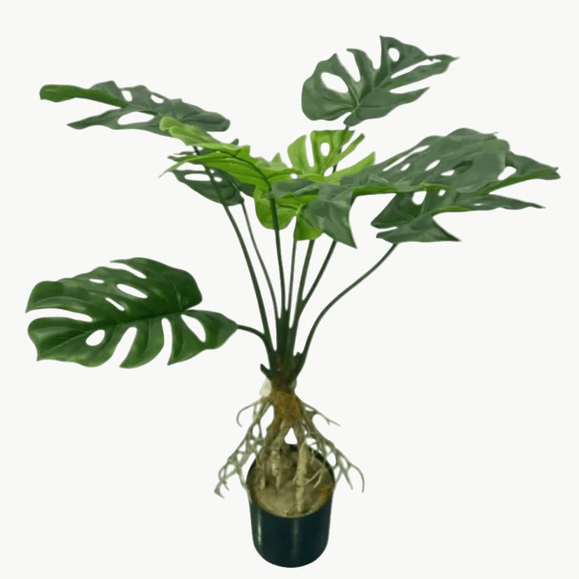 Monstera 35"