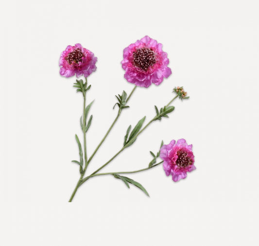 Scabiosa Spray | REAL TOUCH 31.5"