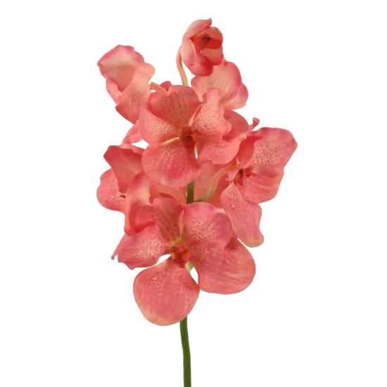 Salmon Vanda