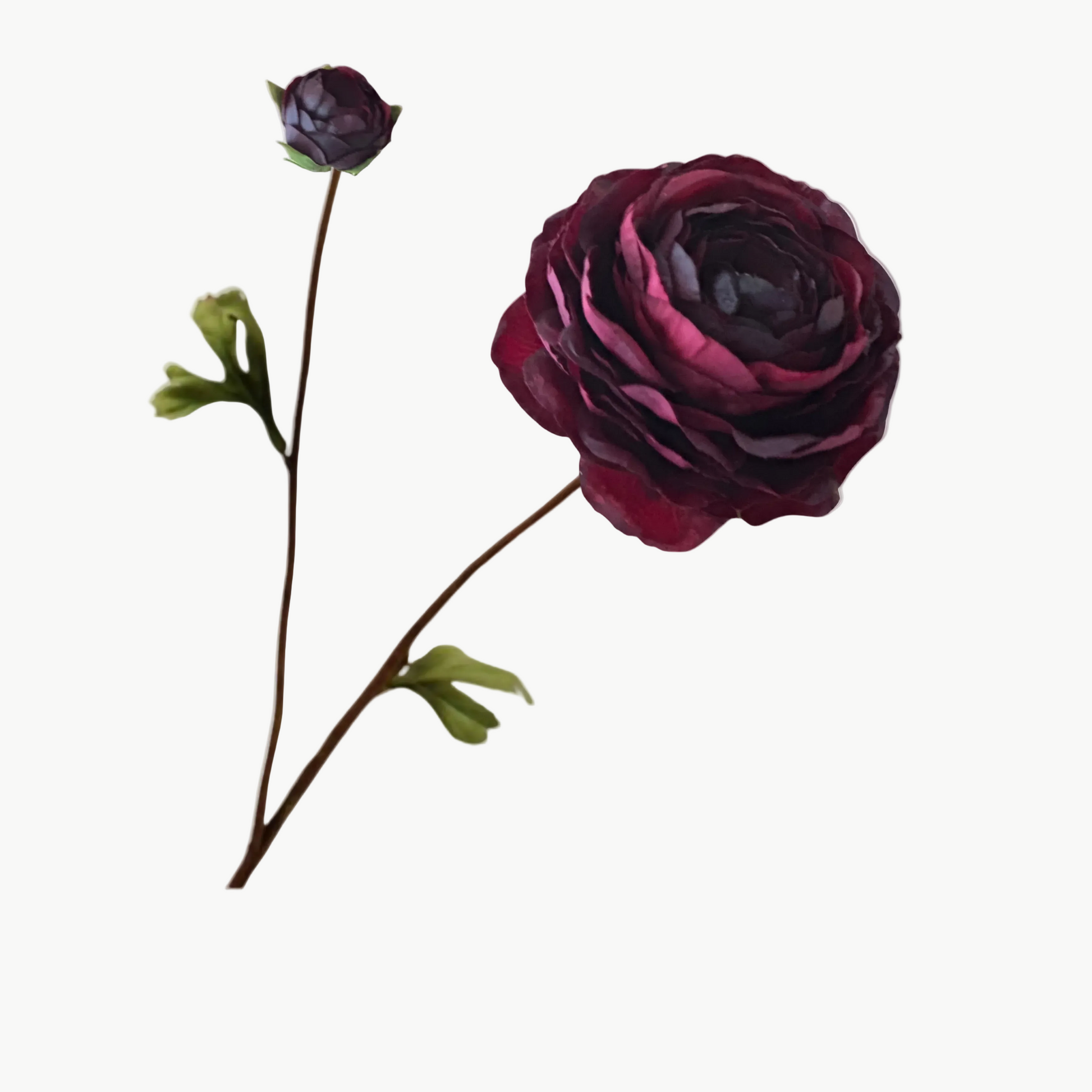 Silk/artificial/faux  Burgundy ranunculus spray on a white background. (Silk-ka)